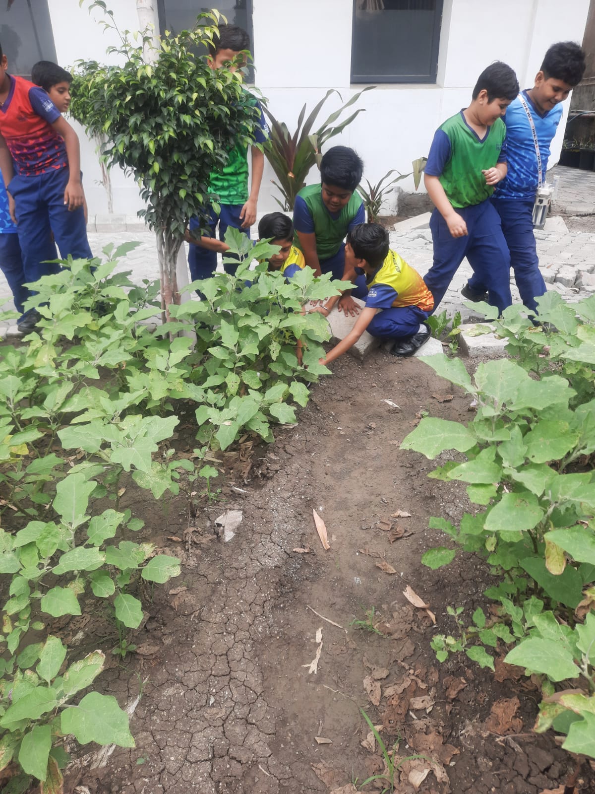 Plantation